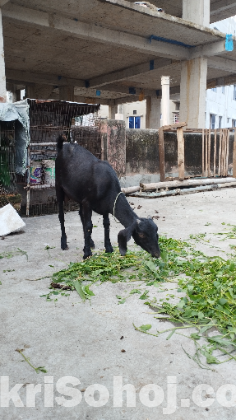 ব্লাক ব্যাঙ্গল ছাগল